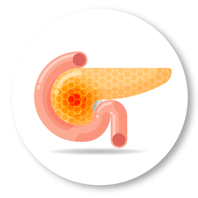 Image of Pancreas